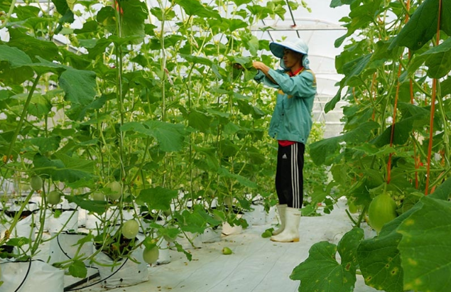 Lấy hợp tác xã làm nòng cốt, Tuyên Quang thúc đẩy nông nghiệp công nghệ cao