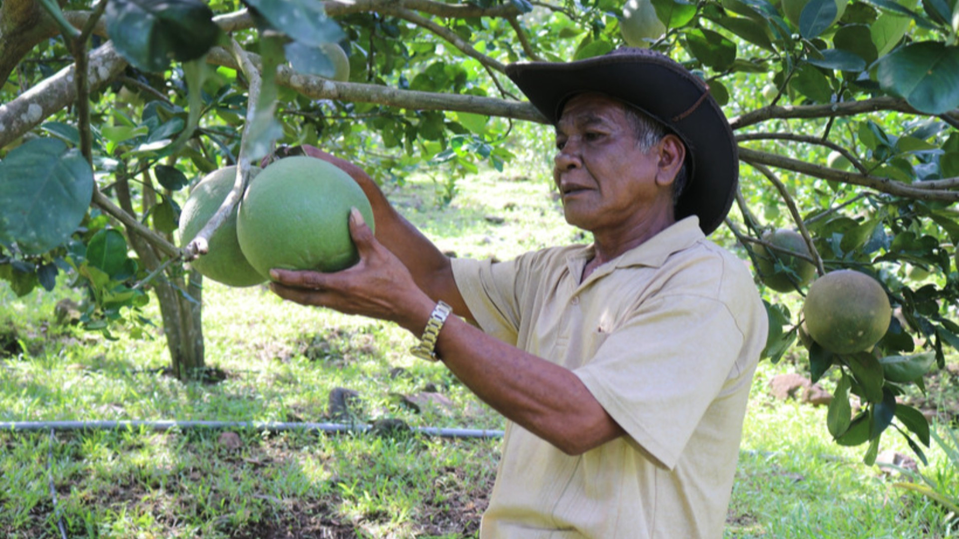 Chuyển từ cây ngắn ngày sang cây lâu năm, thu nhập người dân xã miền núi được cải thiện